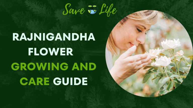A Complete Guide:  Rajnigandha Flower Growing and Care Tips