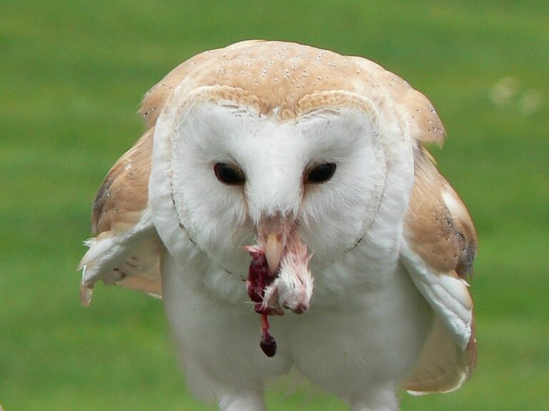 How do owls swallow their prey