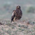 Desert camps in Jaisalmer