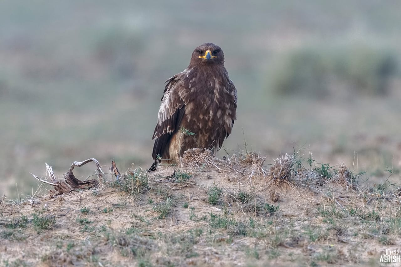 Desert camps in Jaisalmer