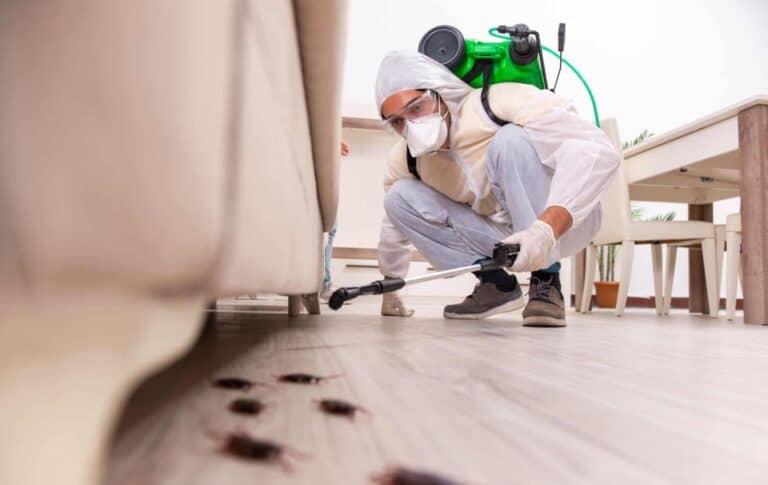 A Healthy Home Starts with Regular Pest Control Measures