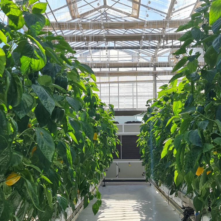 Serenity in Glass: Botanical Oasis of Greenhouse Splendor