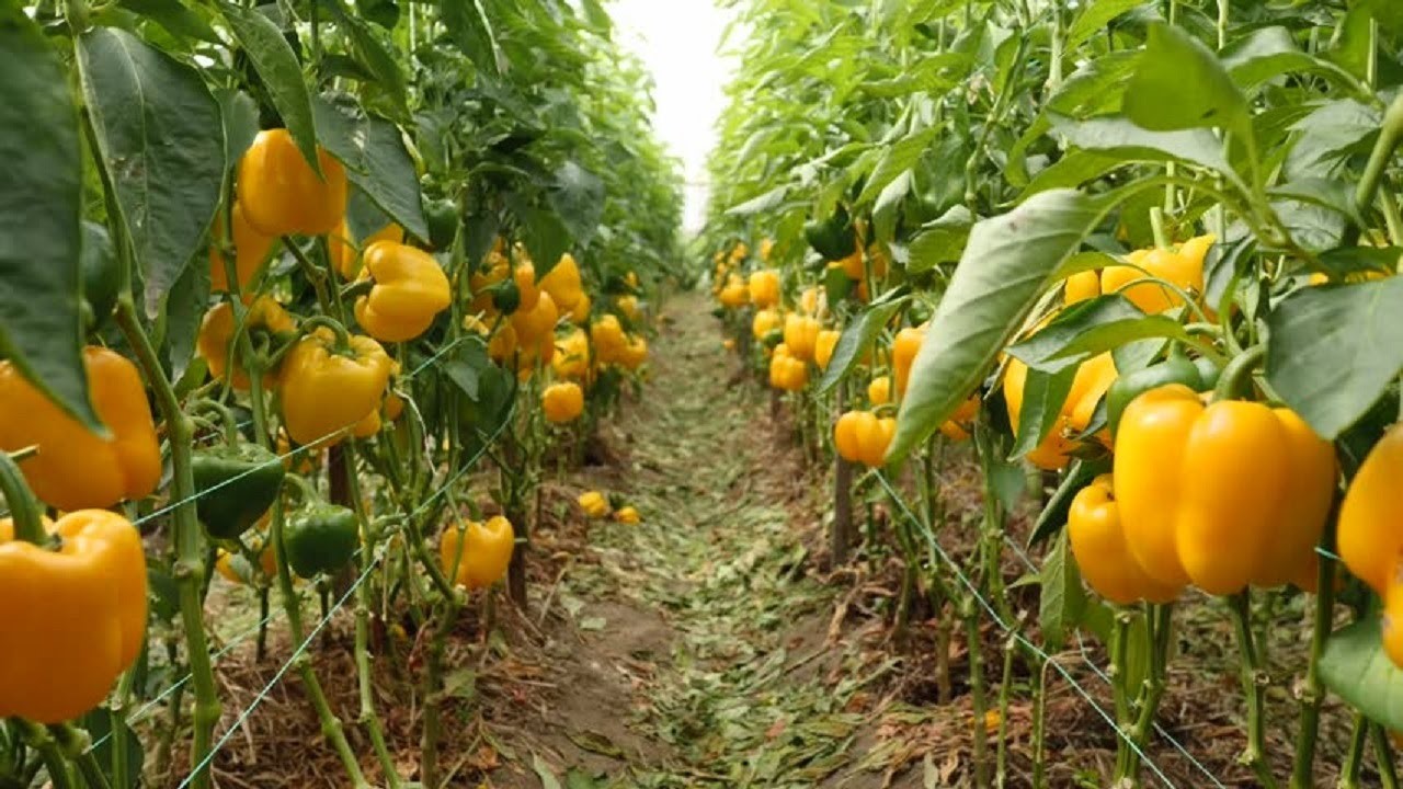 cultivation in india