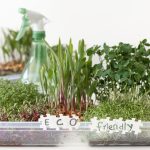 microgreens home kit