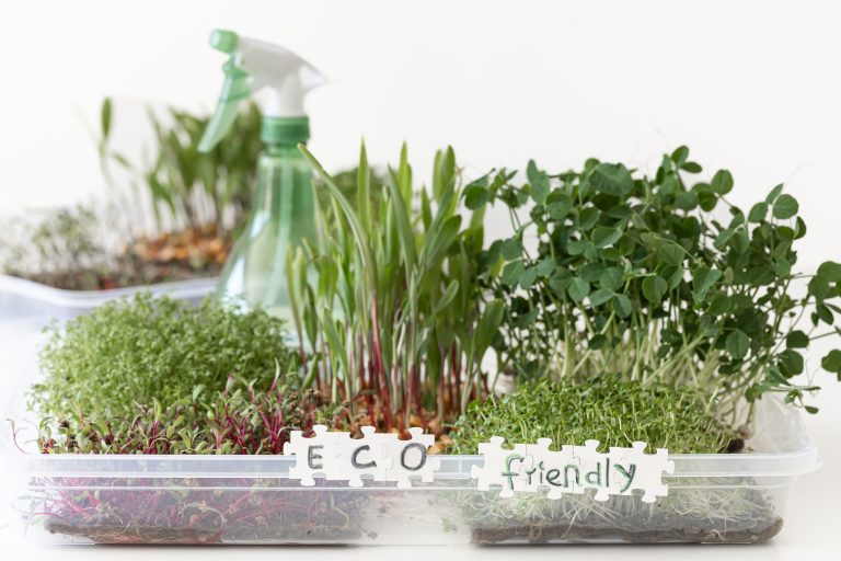 Microgreens Home Kit: Freshness Made Easy