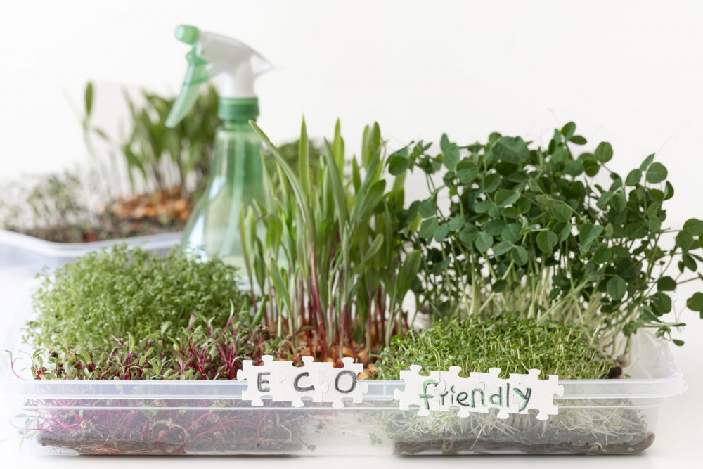 microgreens home kit