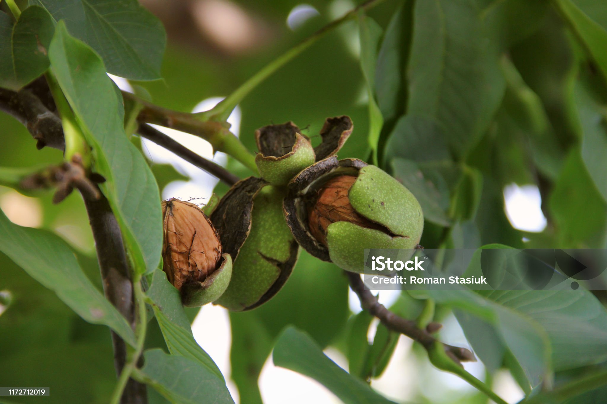 almond farming