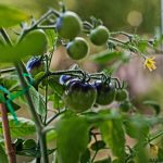 black tomato farming
