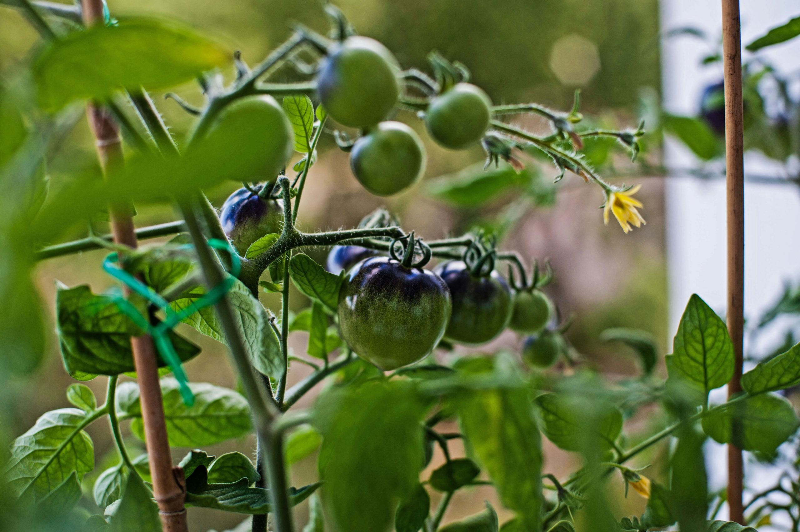 black tomato farming