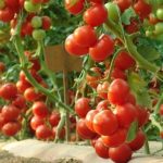 cultivation-of-tomato