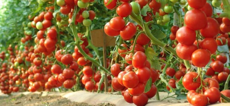 Tomato Farming in India-Nurturing the Red Gems of Agriculture
