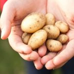 potato farming india