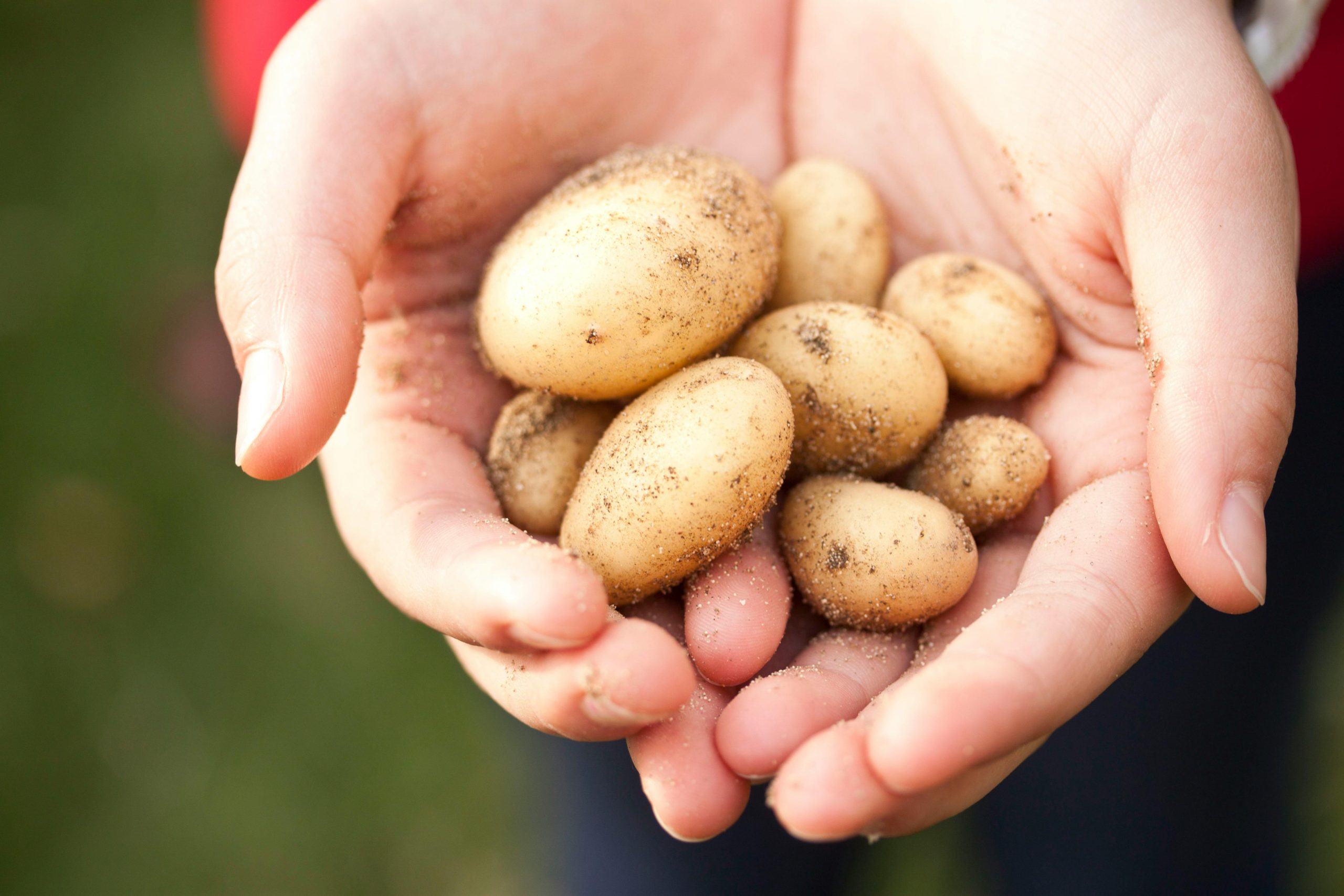 potato farming india