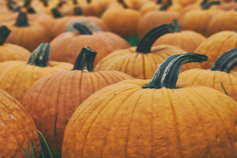 A Complete Guide for Pumpkin Cultivation in India