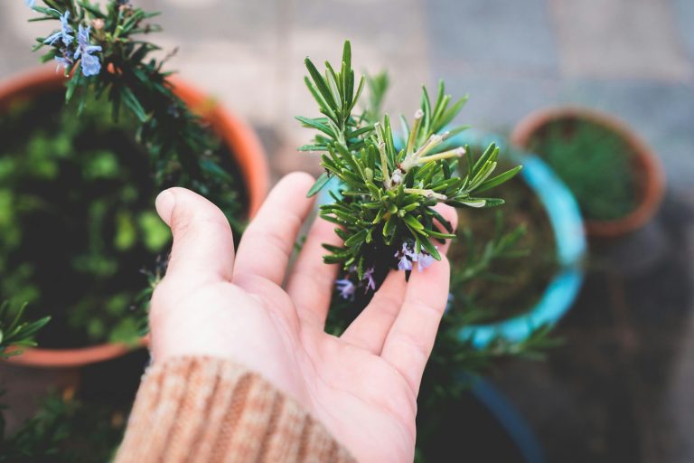 A Guide to Rosemary Cultivation in India