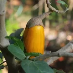brinjal in india