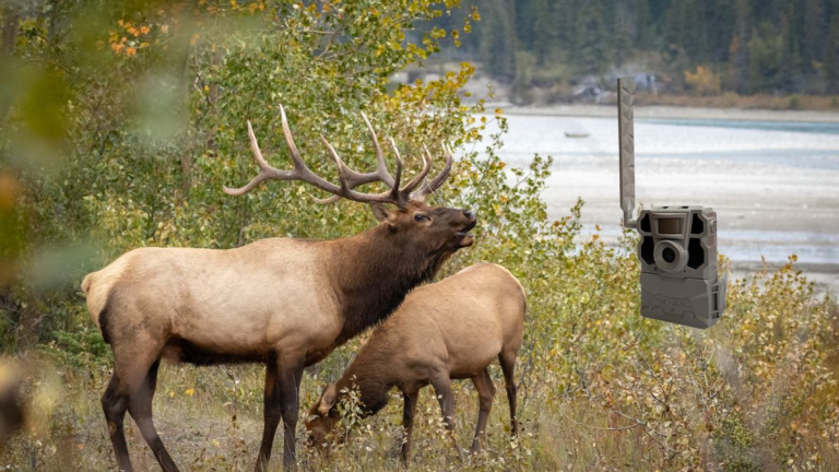 Cellular Trail Cameras as a Tool for Wilderness Exploration in Canada