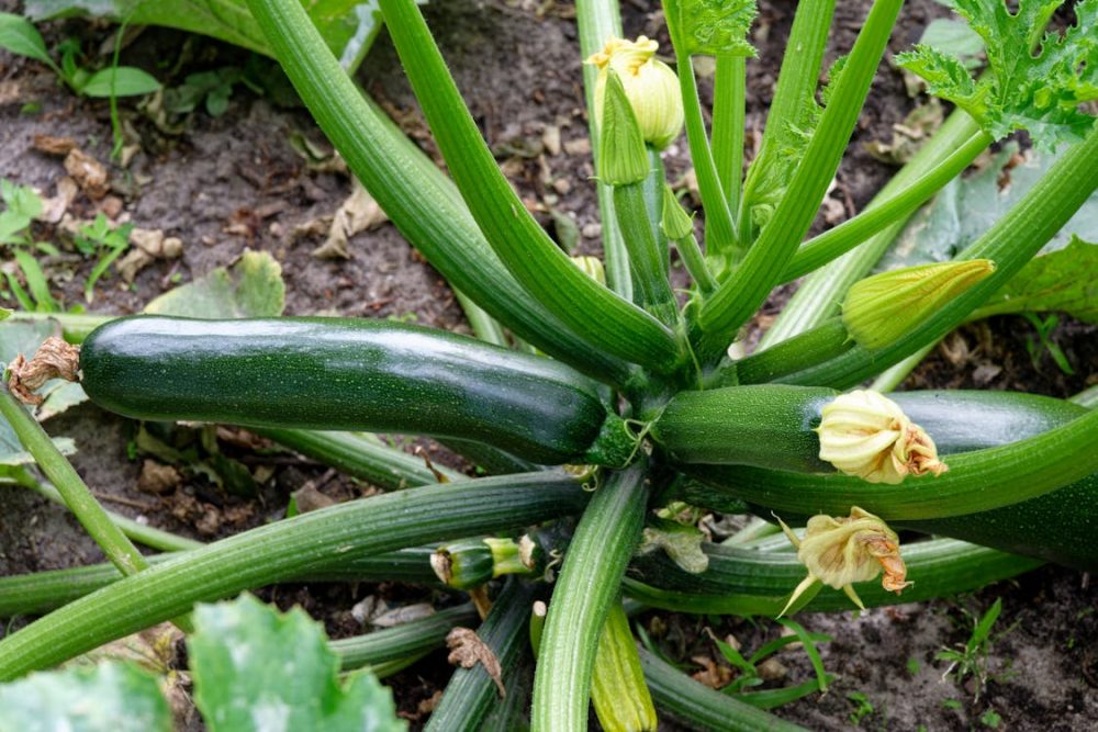 cucumber farming