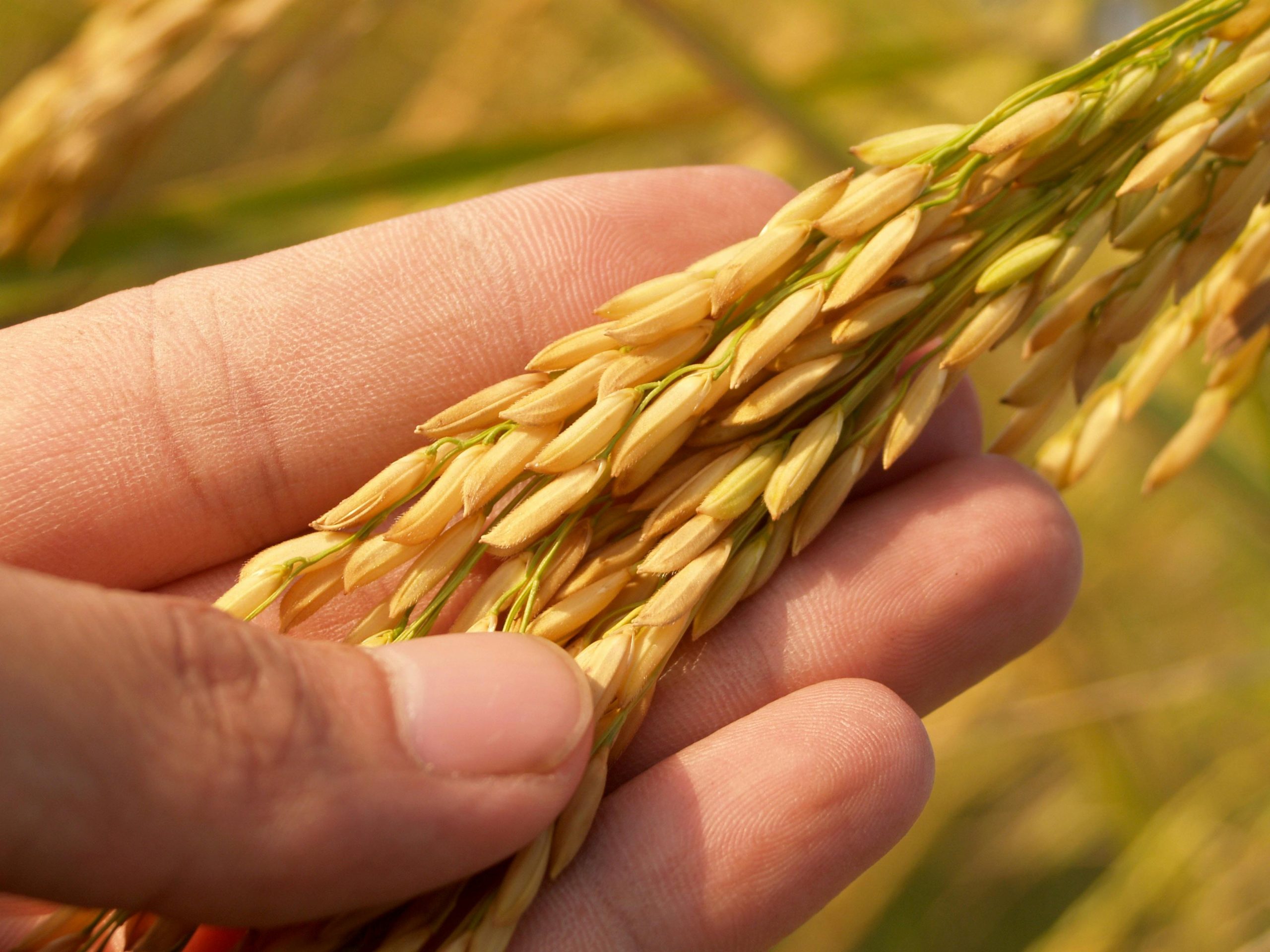rice farming in india