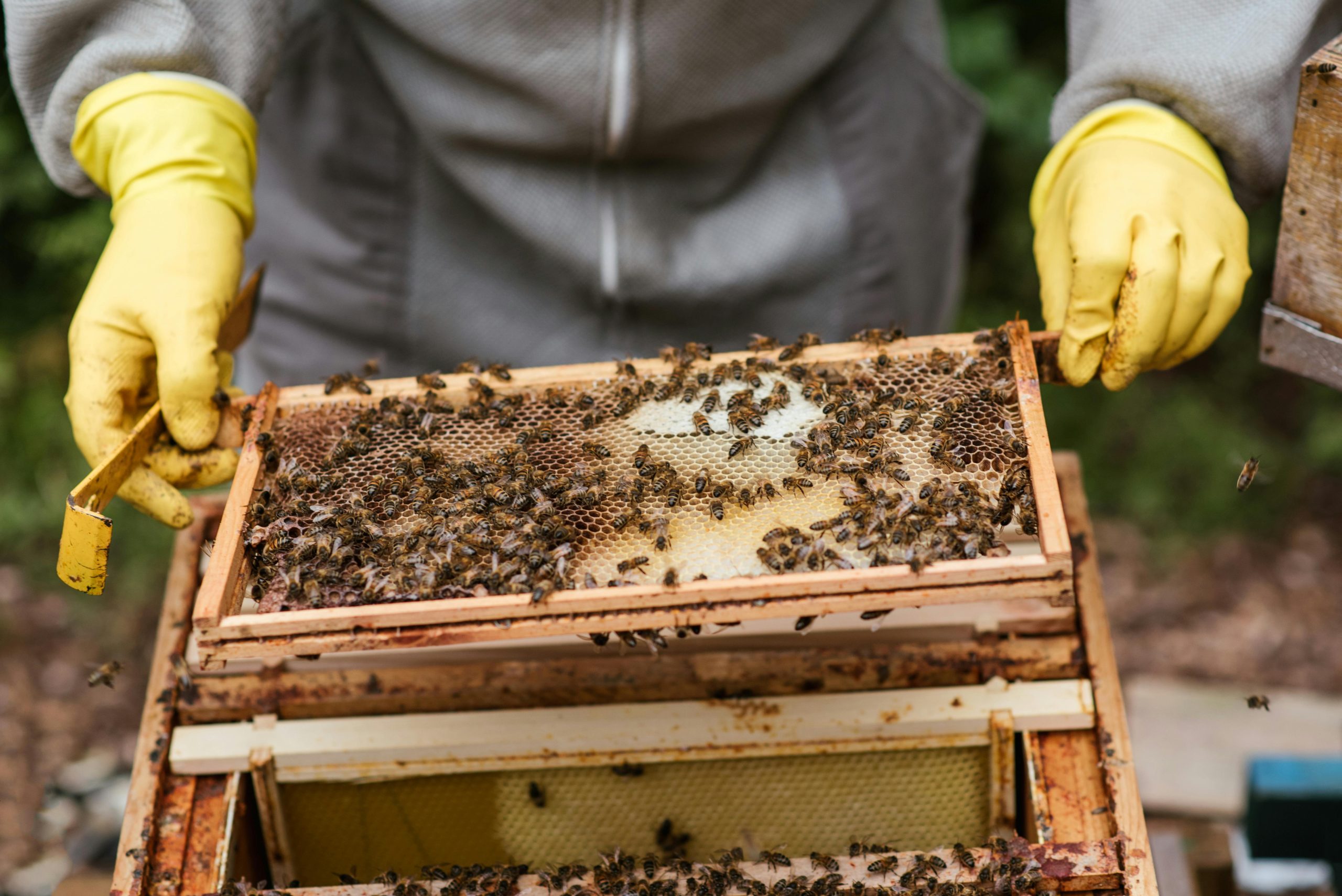 honey bee farming