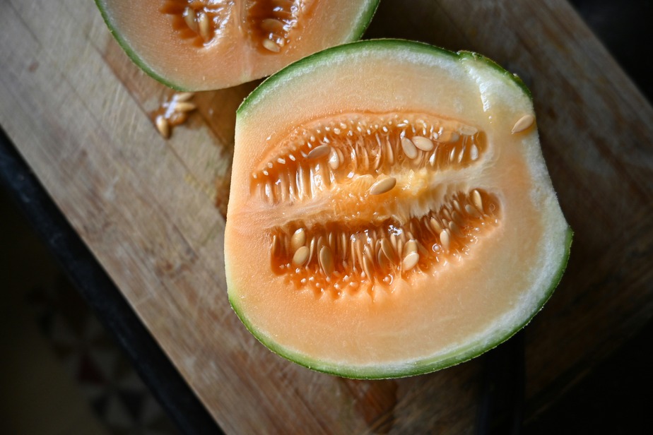muskmelon farming