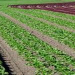 organic farming