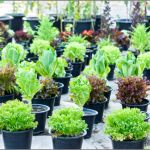 plastic pots