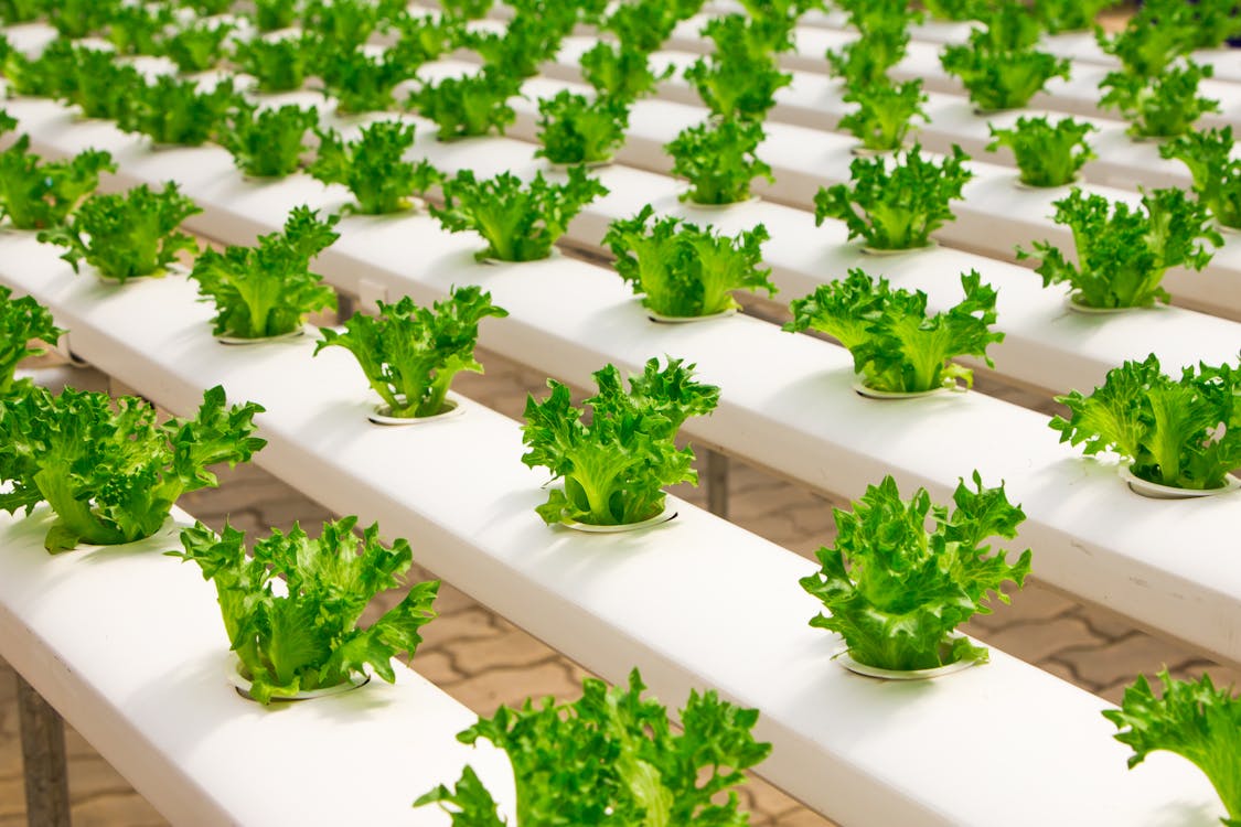 precision farming