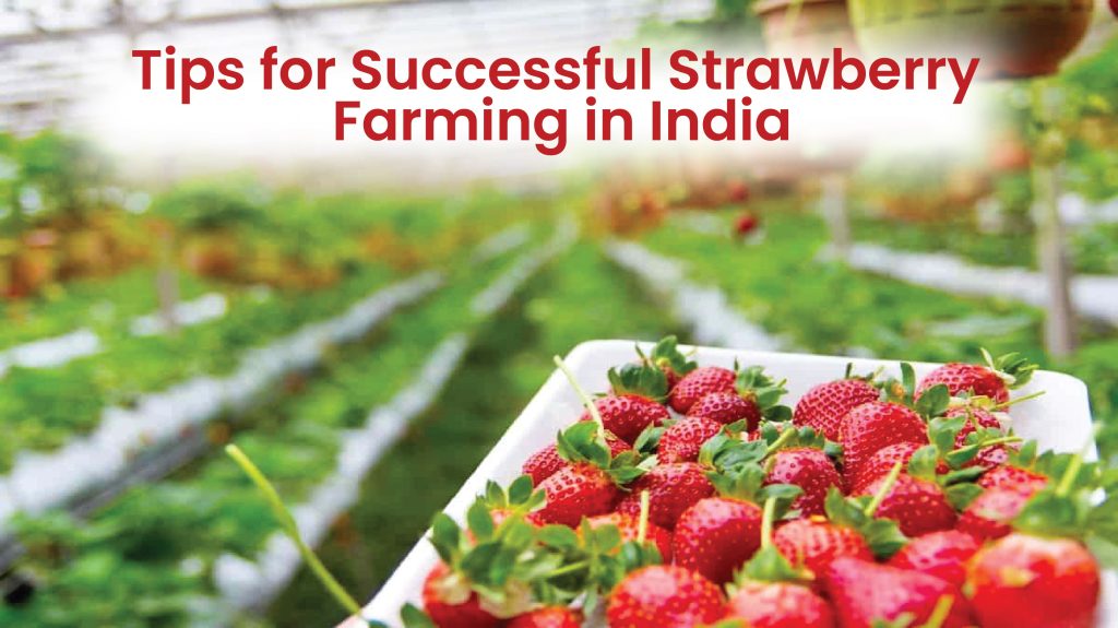 strawberry farming