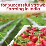 strawberry farming