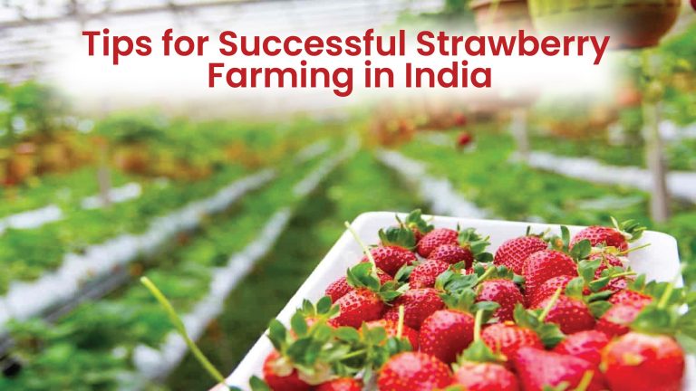 Tips for Successful Strawberry Farming in India