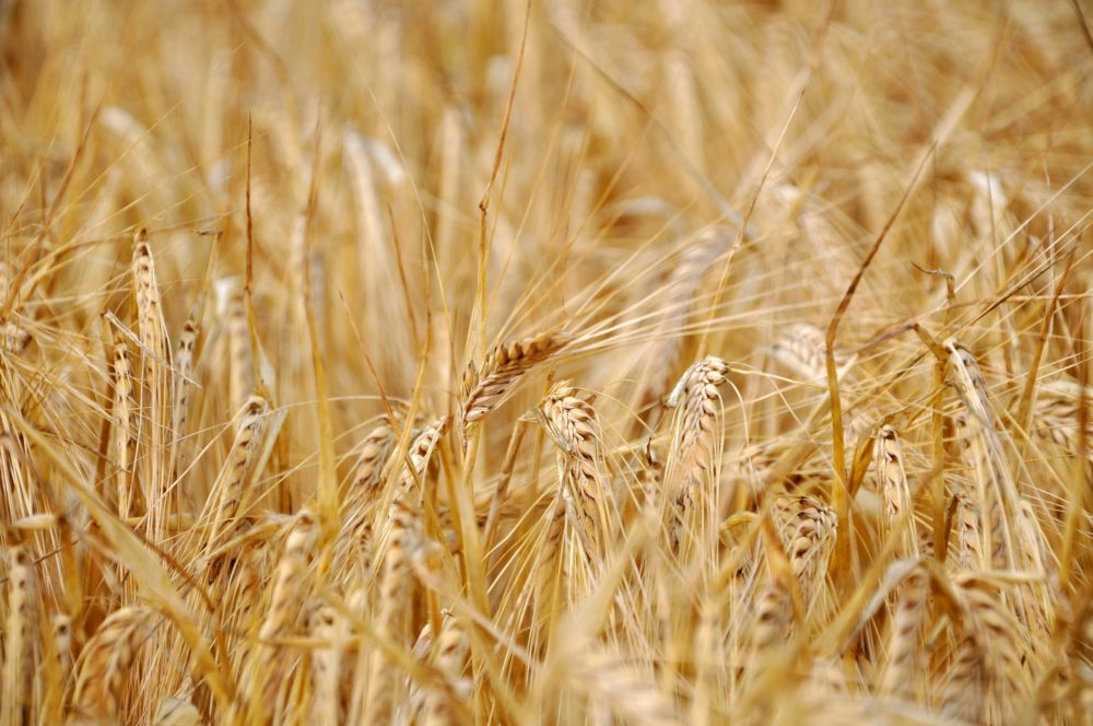 cereal crops