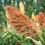Sorghum fields in harvest season