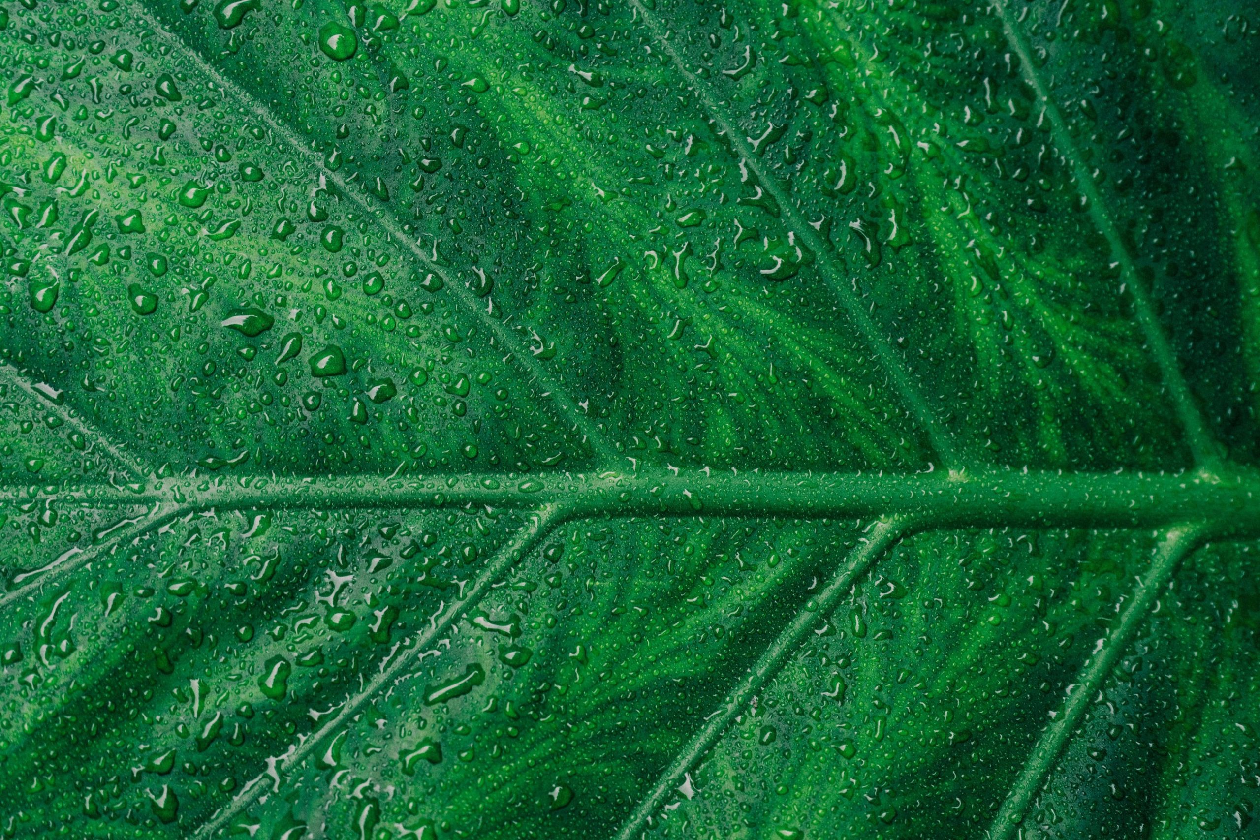 curry leaf