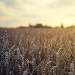 organic farming