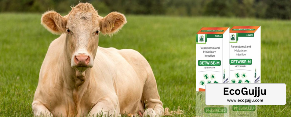 veterinary pcd franchise