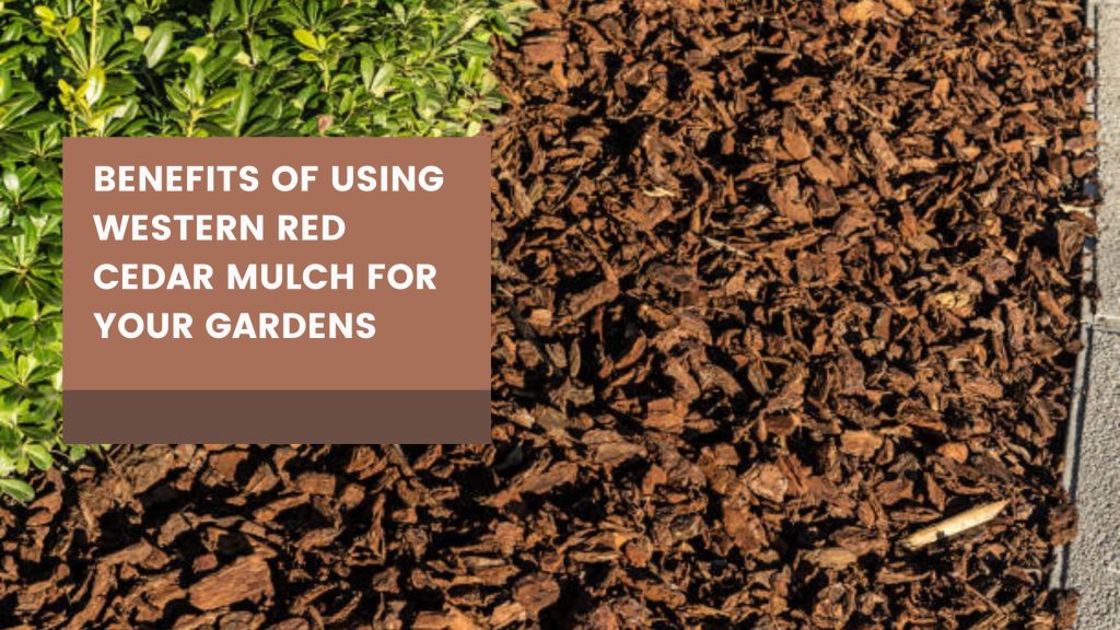 western red cedar mulch