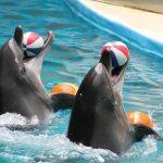 dubai dolphinarium