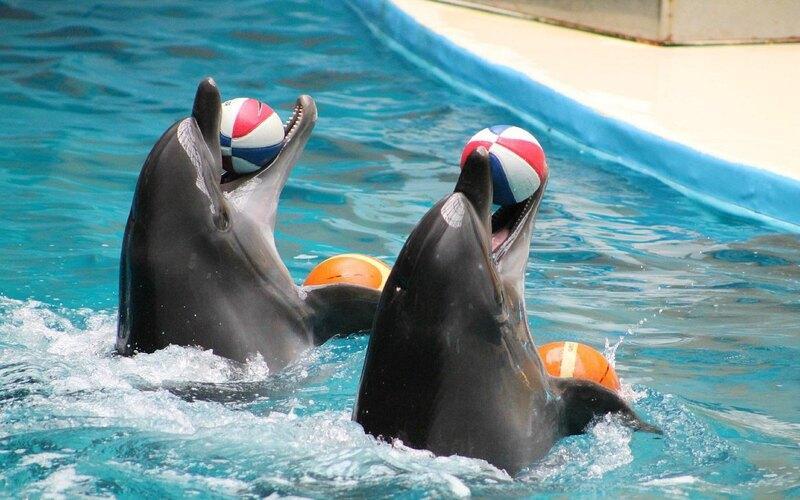 dubai dolphinarium