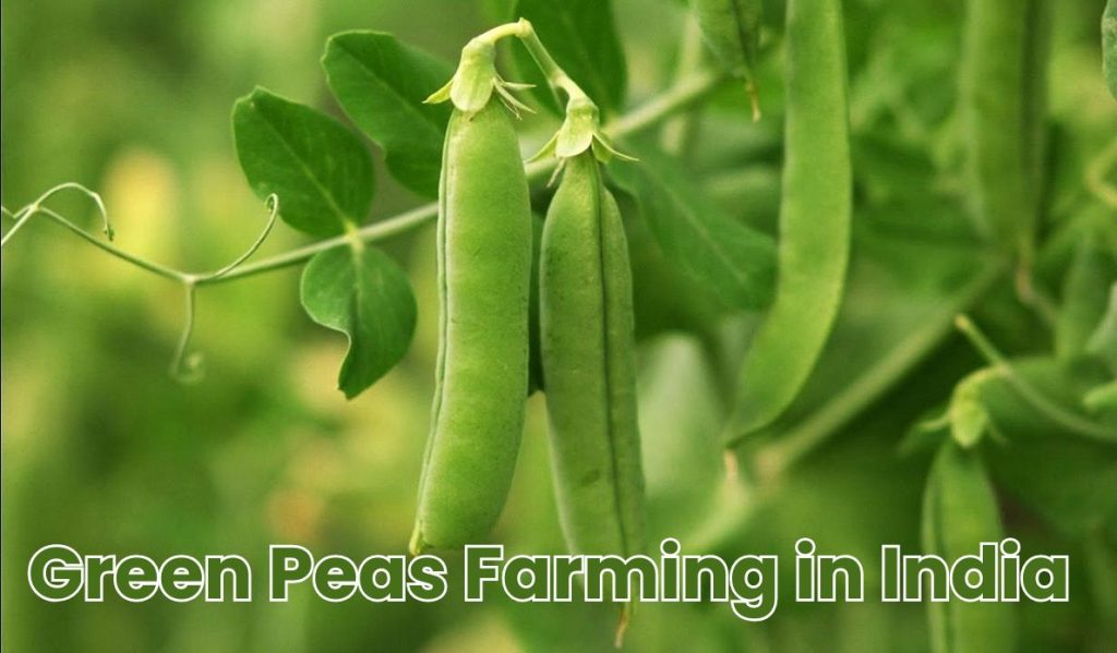 green peas farming