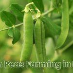 green peas farming