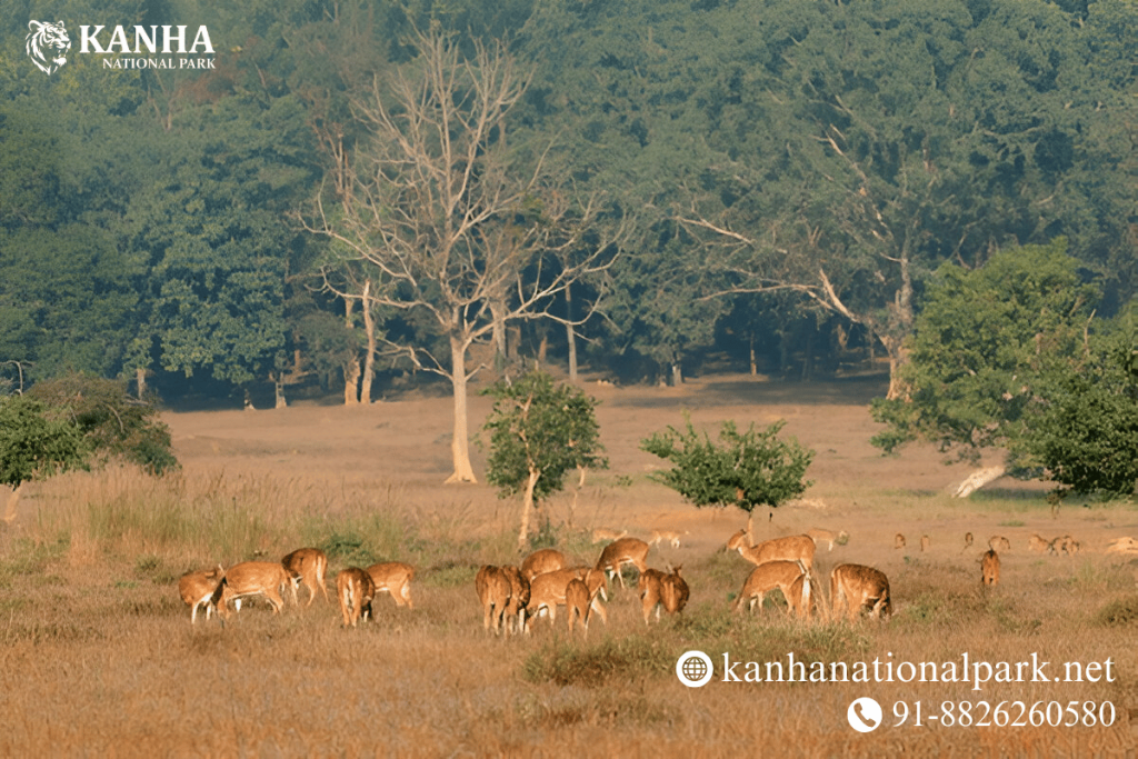 kanha national park
