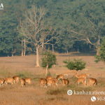 kanha national park