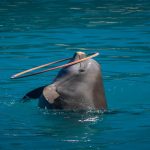 dolphin show