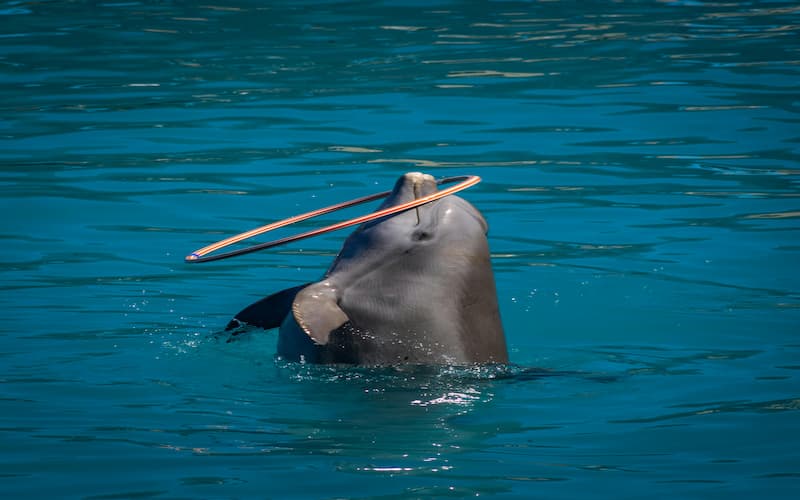 dolphin show