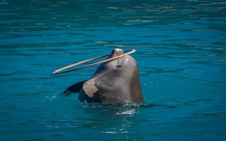 Behind the Splash: How Trainers Prepare Dolphins for the Dubai Dolphins Show 
