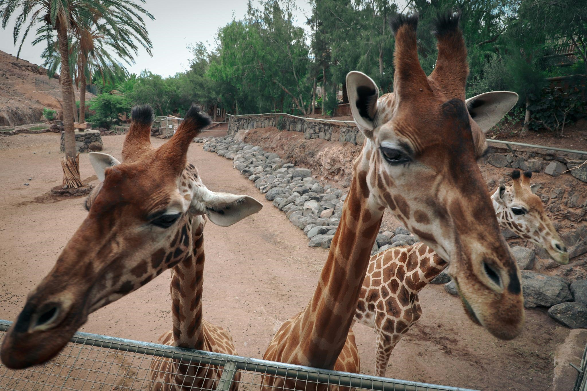 dubai safari park
