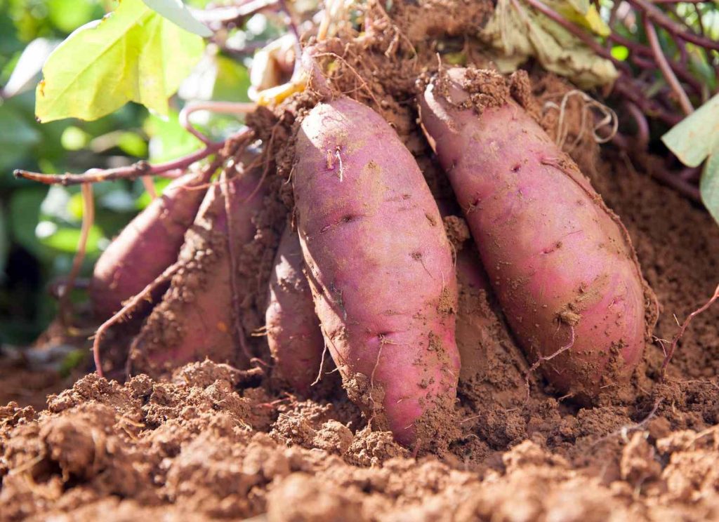 sweet potato suppliers