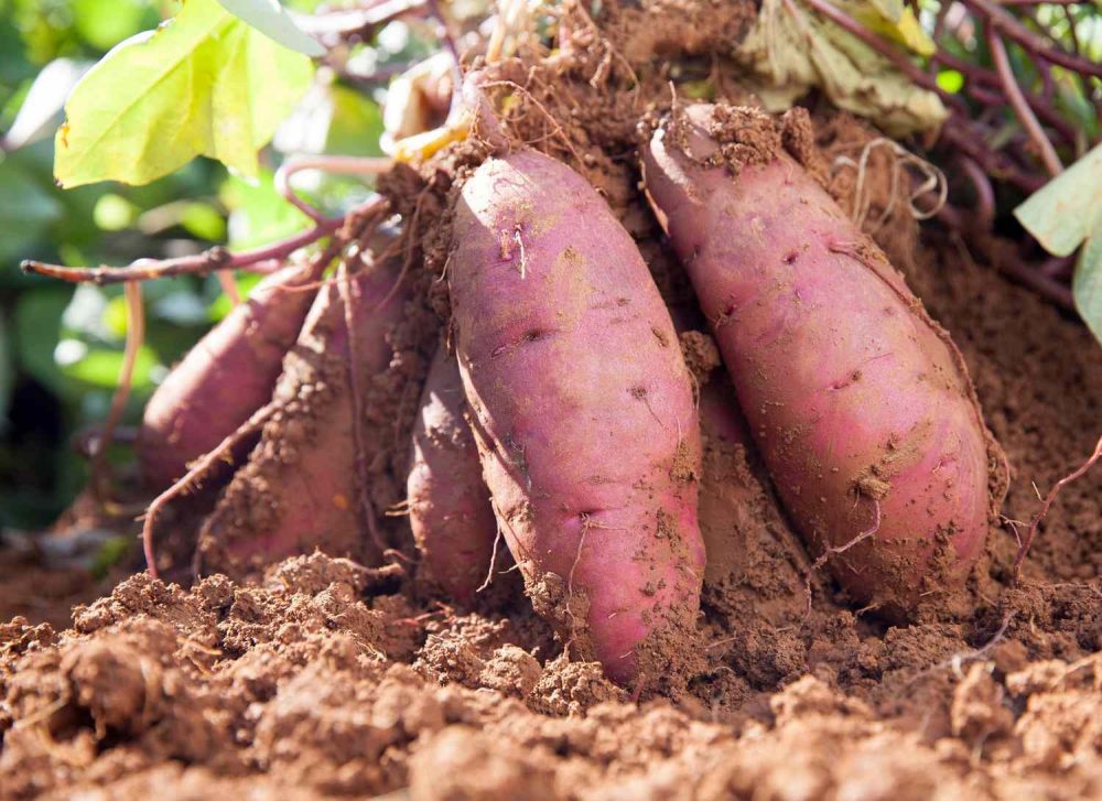 sweet potato suppliers