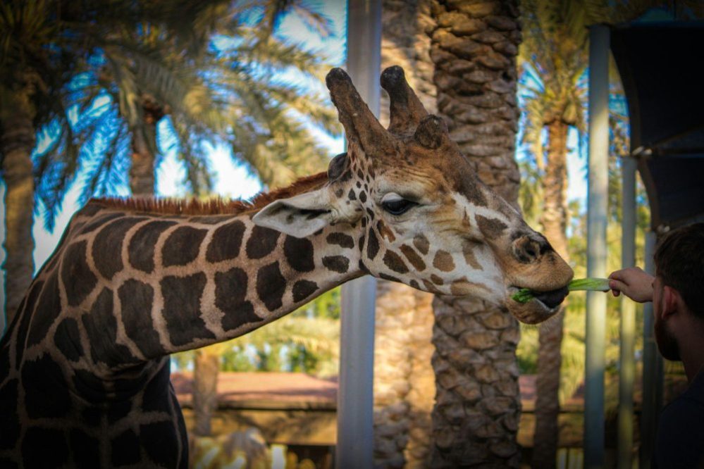 dubai safari park